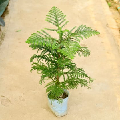 Buy Araucaria / Christmas Tree in 8 Inch Nursery Bag Online | Urvann.com
