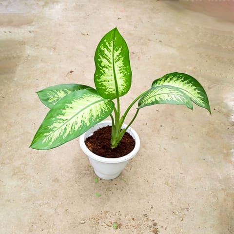 Dieffenbachia (~ 1.5 Ft) in 8 Inch White Classy Plastic Pot