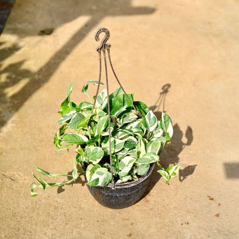 Money Plant N'joy in 8 Inch Black Hanging Basket
