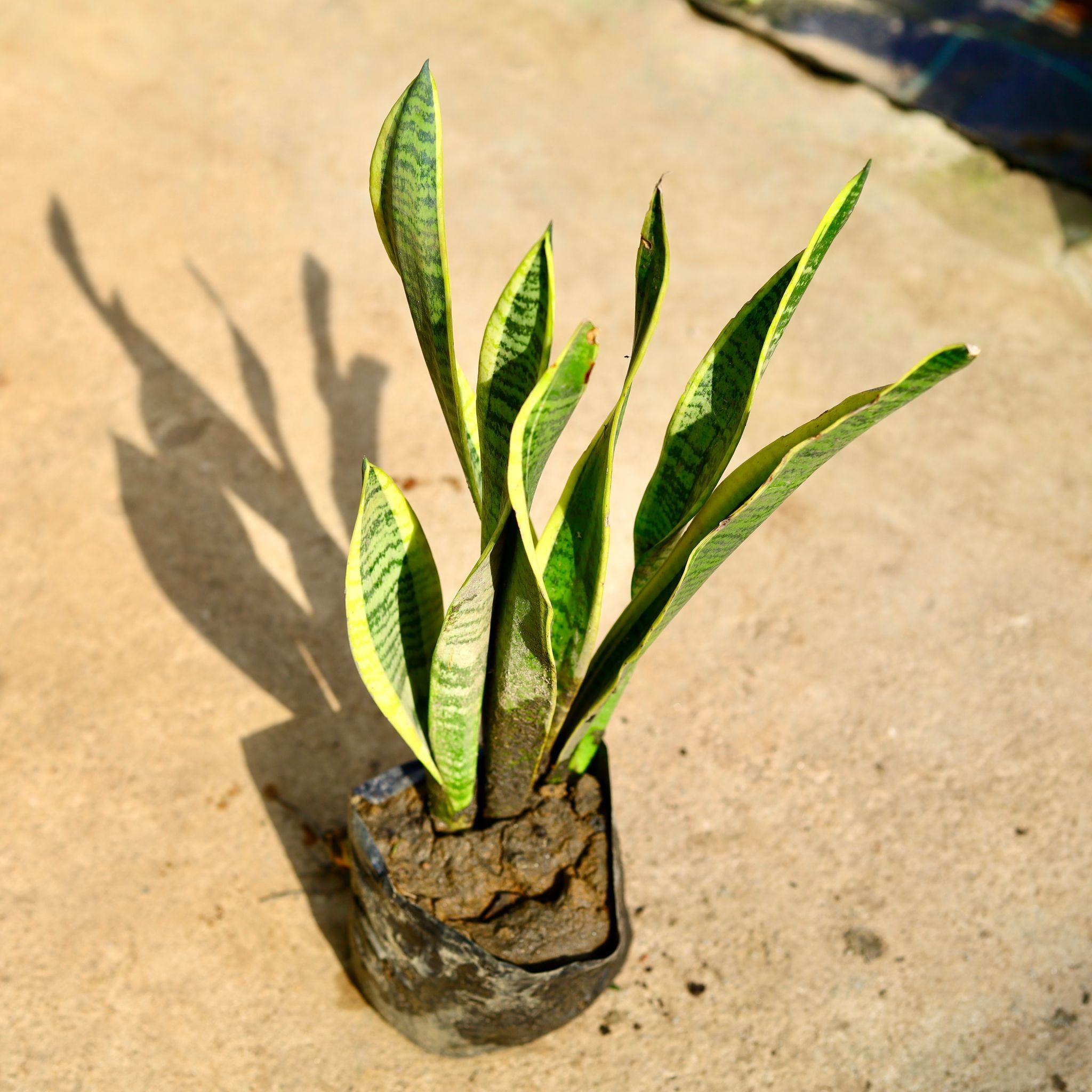 Snake Long in 8 Inch Nursery Bag