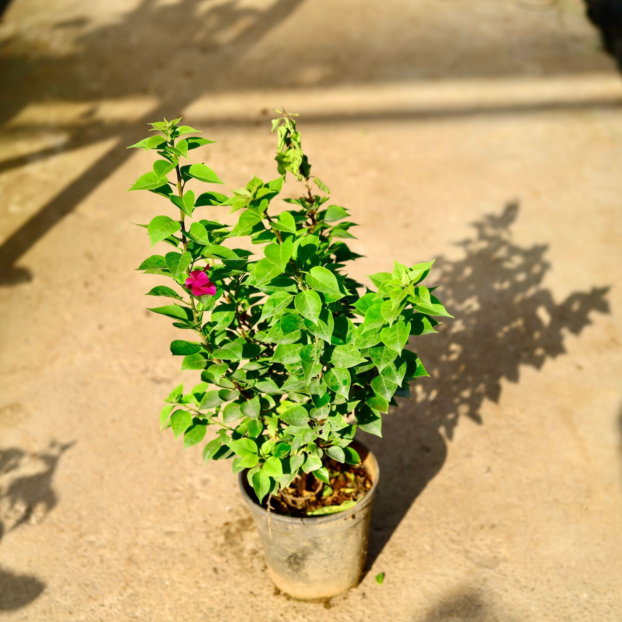 Bougainvillea Thai in 8 Inch Nursery Pot