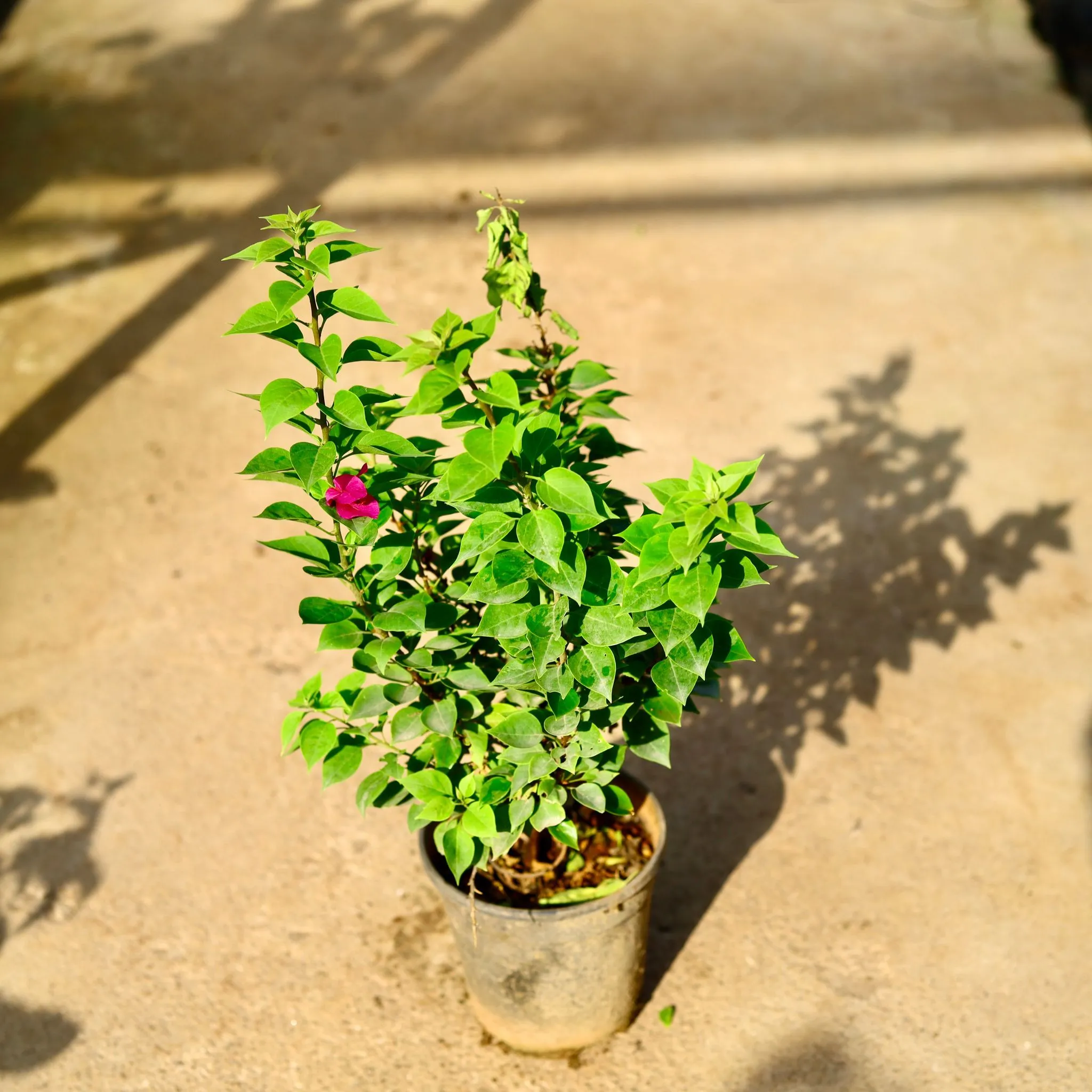 Bougainvillea Thai in 8 Inch Nursery Pot