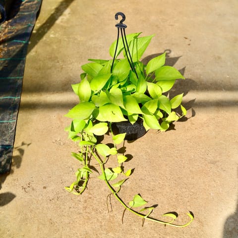 Money Plant Golden in 8 Inch Black Hanging Basket