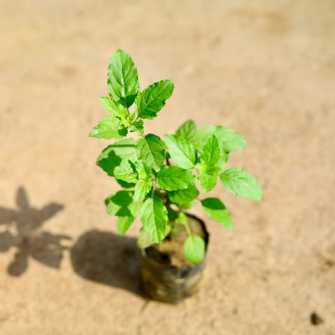 Rama Tulsi in 4 Inch Nursery Bag