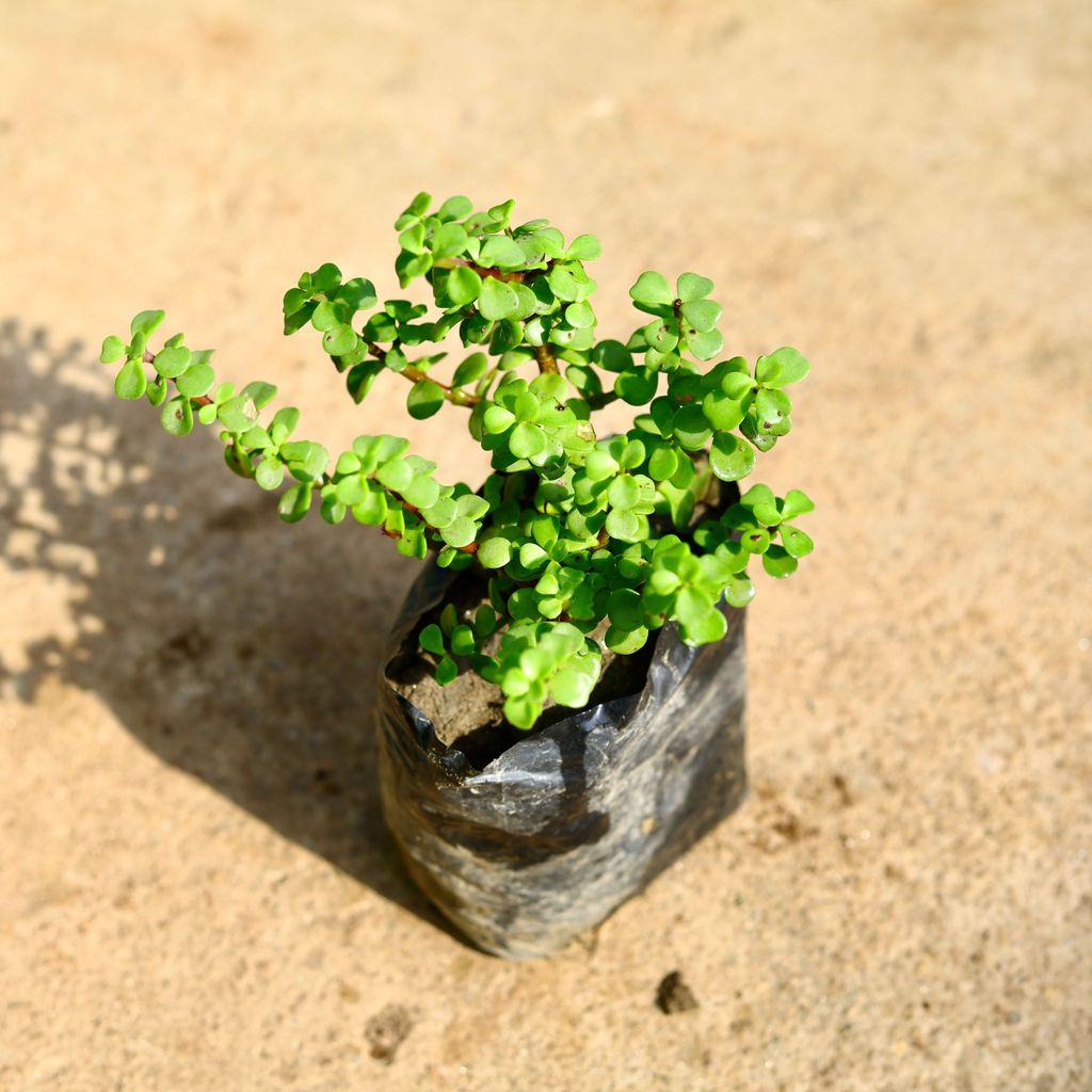 Buy Jade in 4 Inch Nursery Bag Online | Urvann.com Jade in 4 Inch Nursery Bag