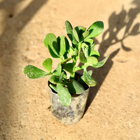 Jade in 5 Inch Nursery Bag