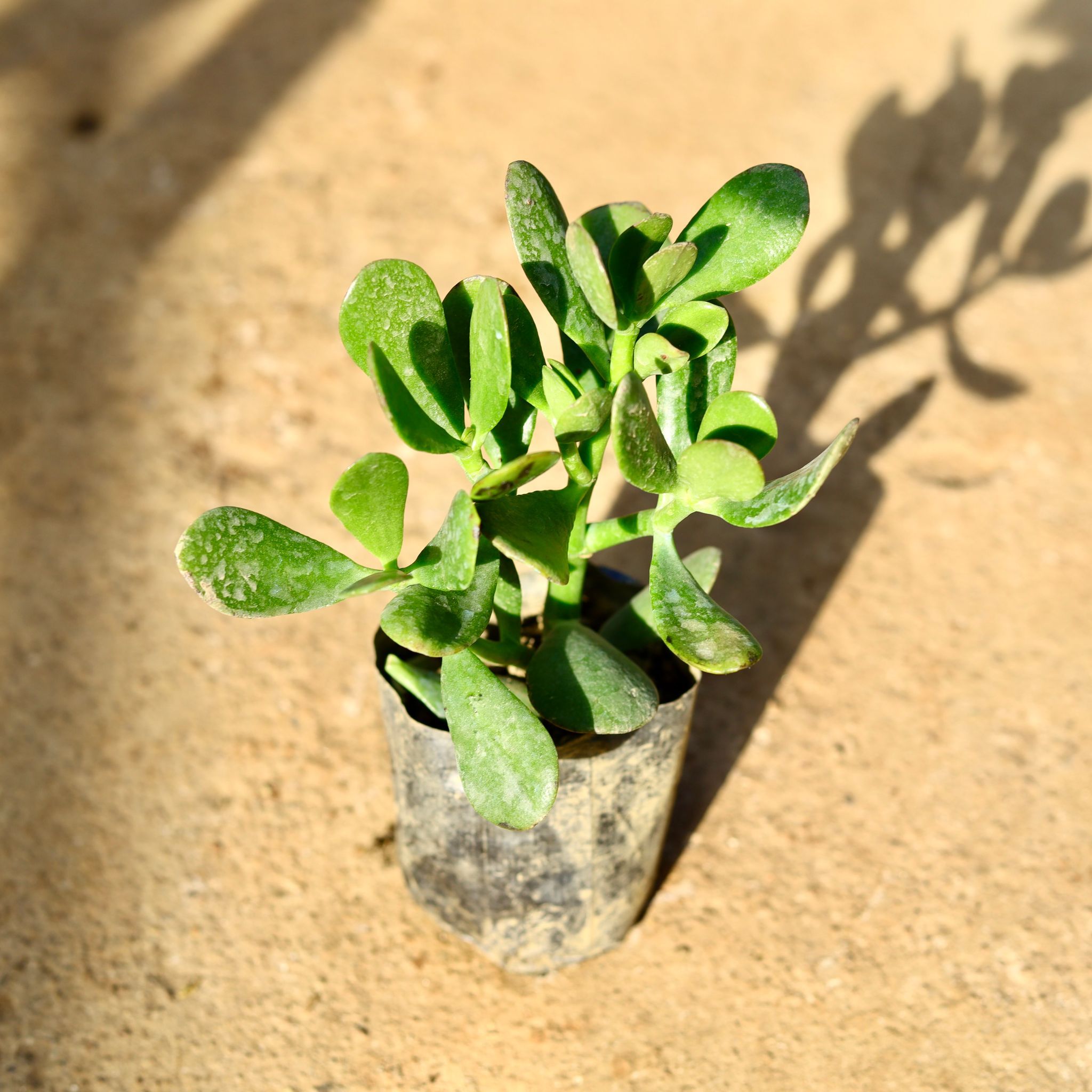 Jade in 5 Inch Nursery Bag