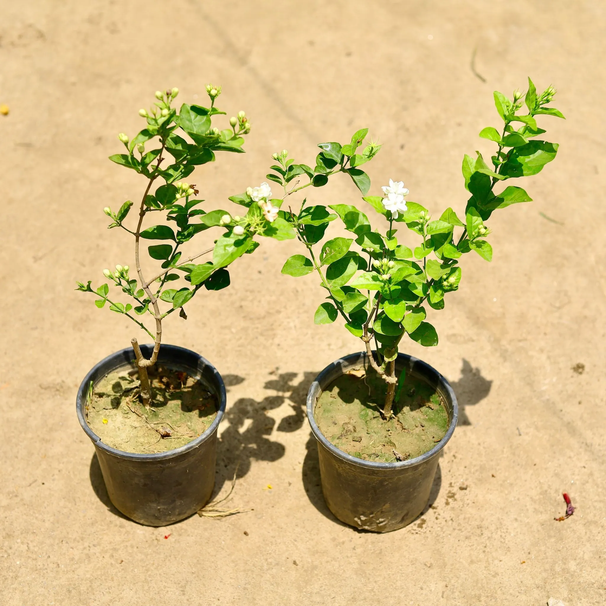 Set of 2 - Motia Jasmine in 6 Inch Nursery Pot