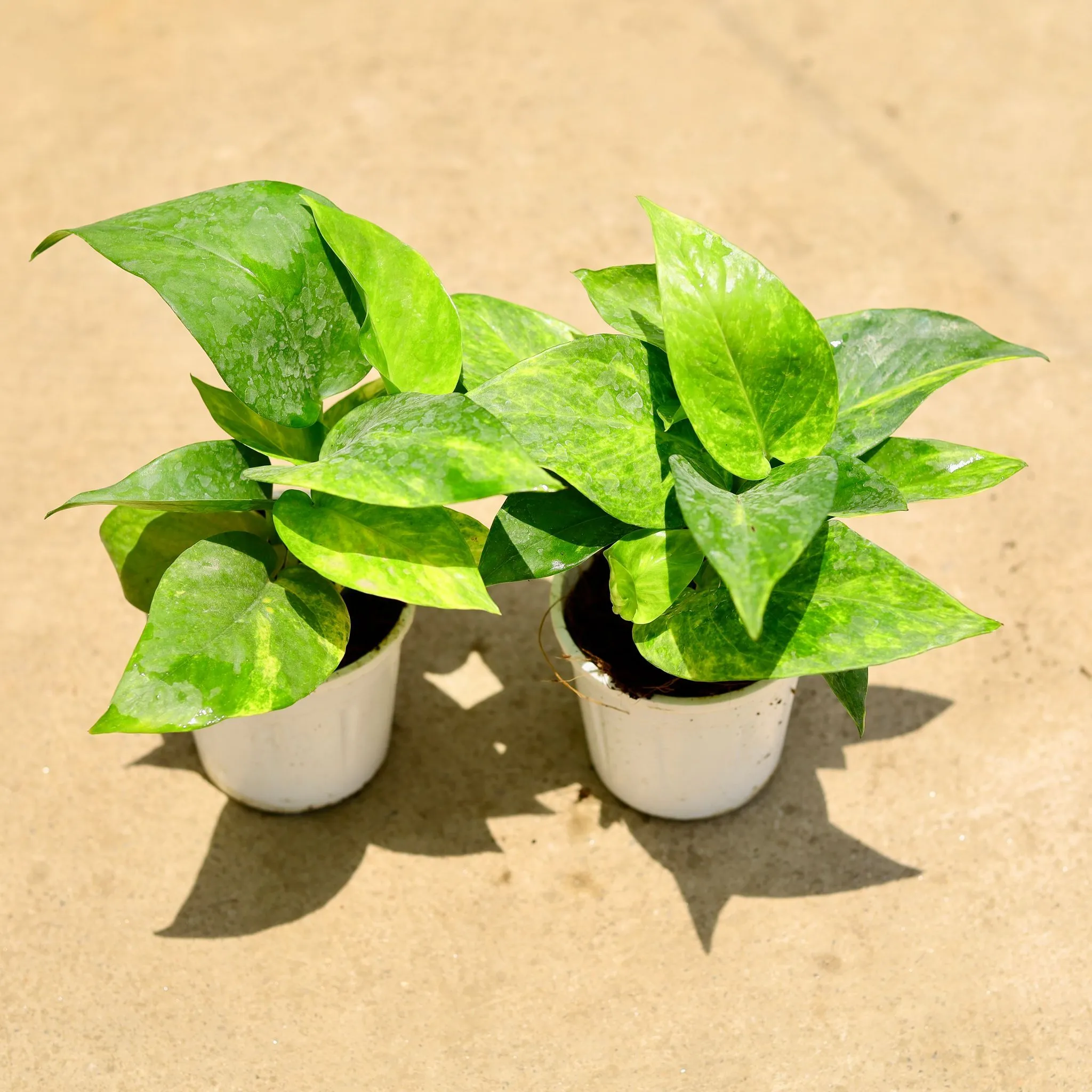 Set of 2 - Money Plant Green in 4 Inch Nursery Pot