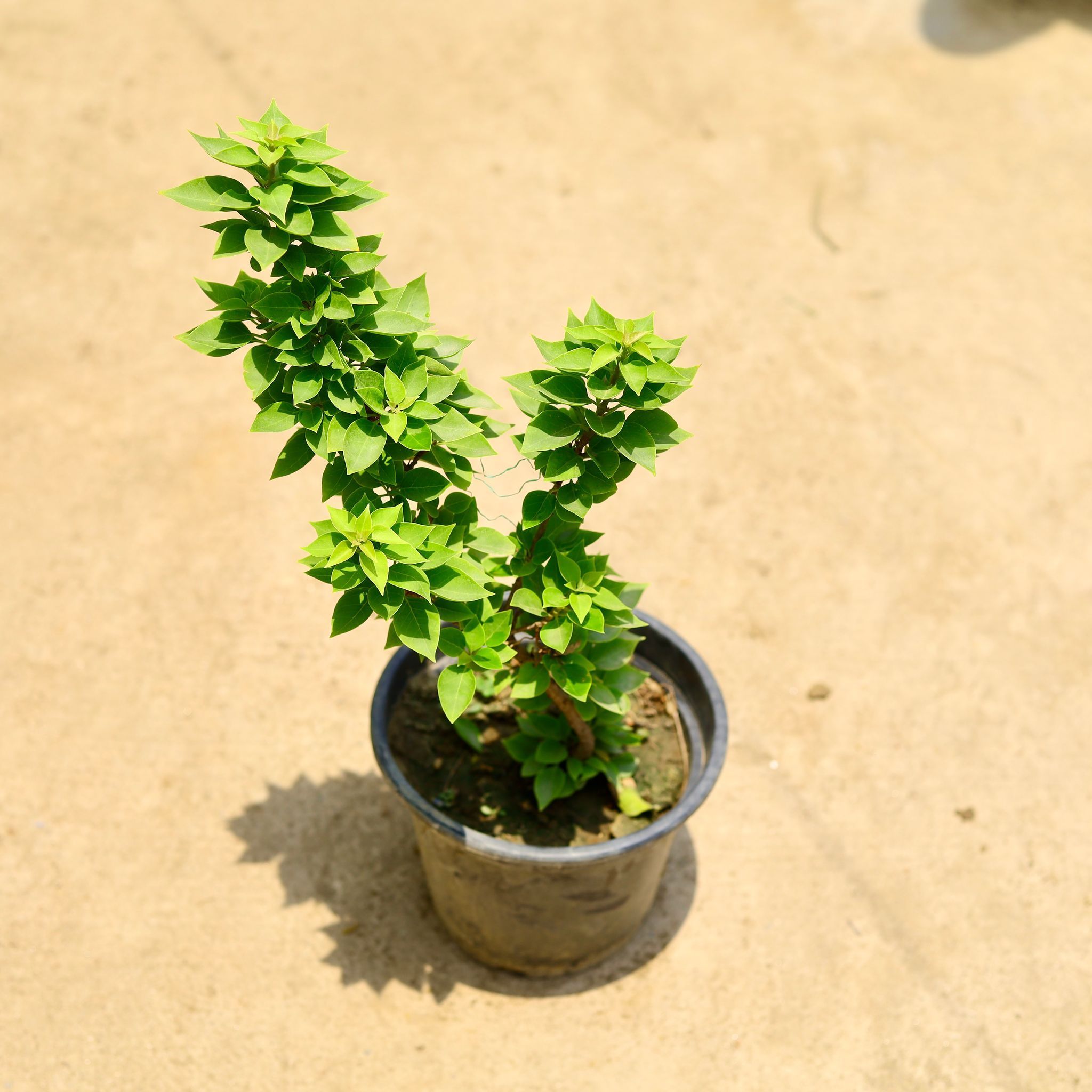Bougainvillea torch glow (any colour) in 8 Inch Nursery Pot