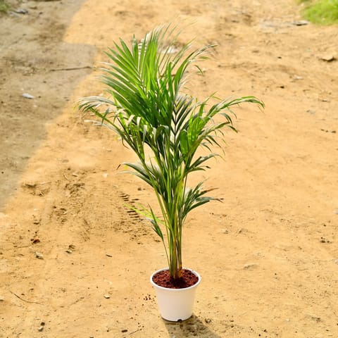 Areca Palm (~ 2.5 - 3 Ft) in 8 Inch White Nursery Pot