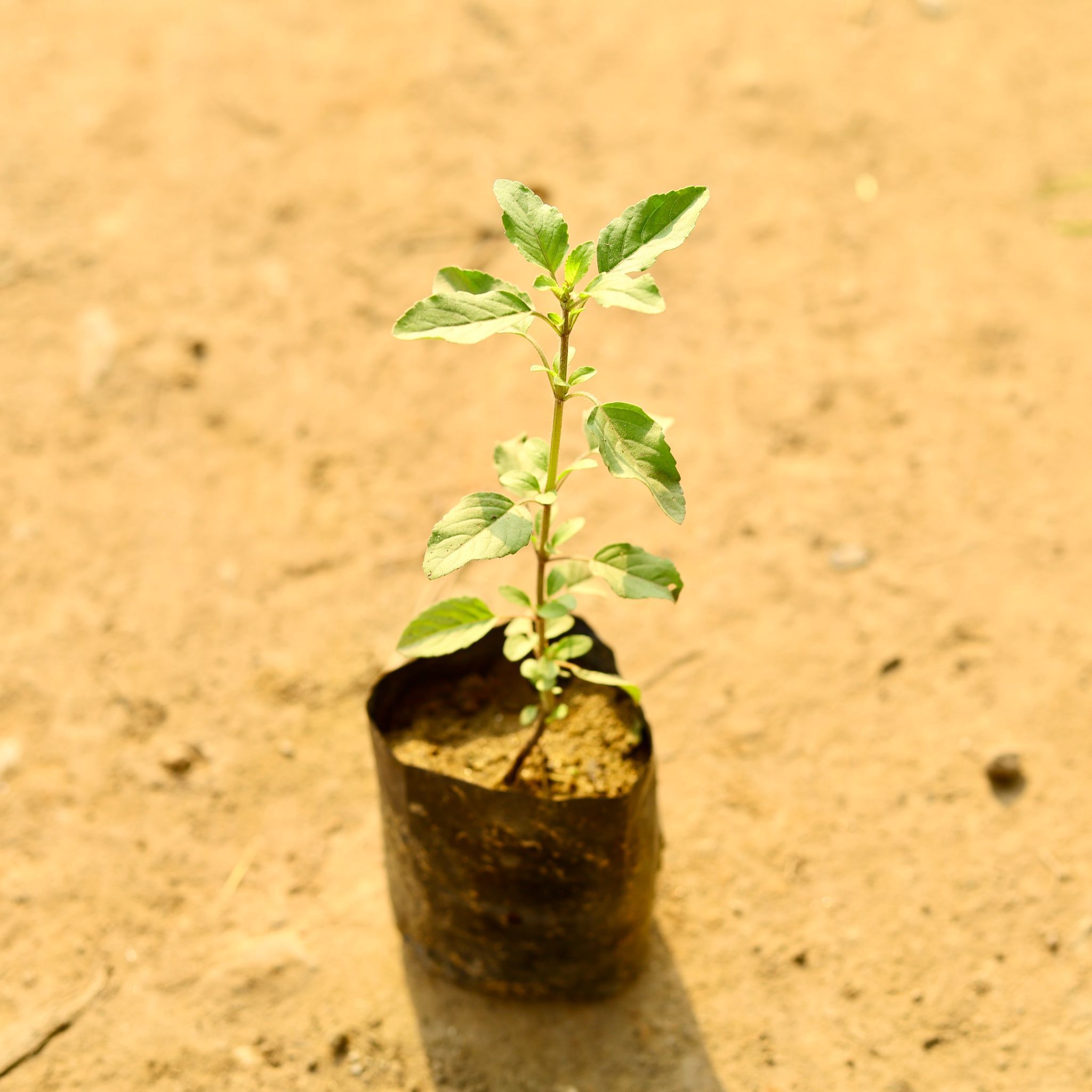 Rama Tulsi in 3 Inch Nursery Bag