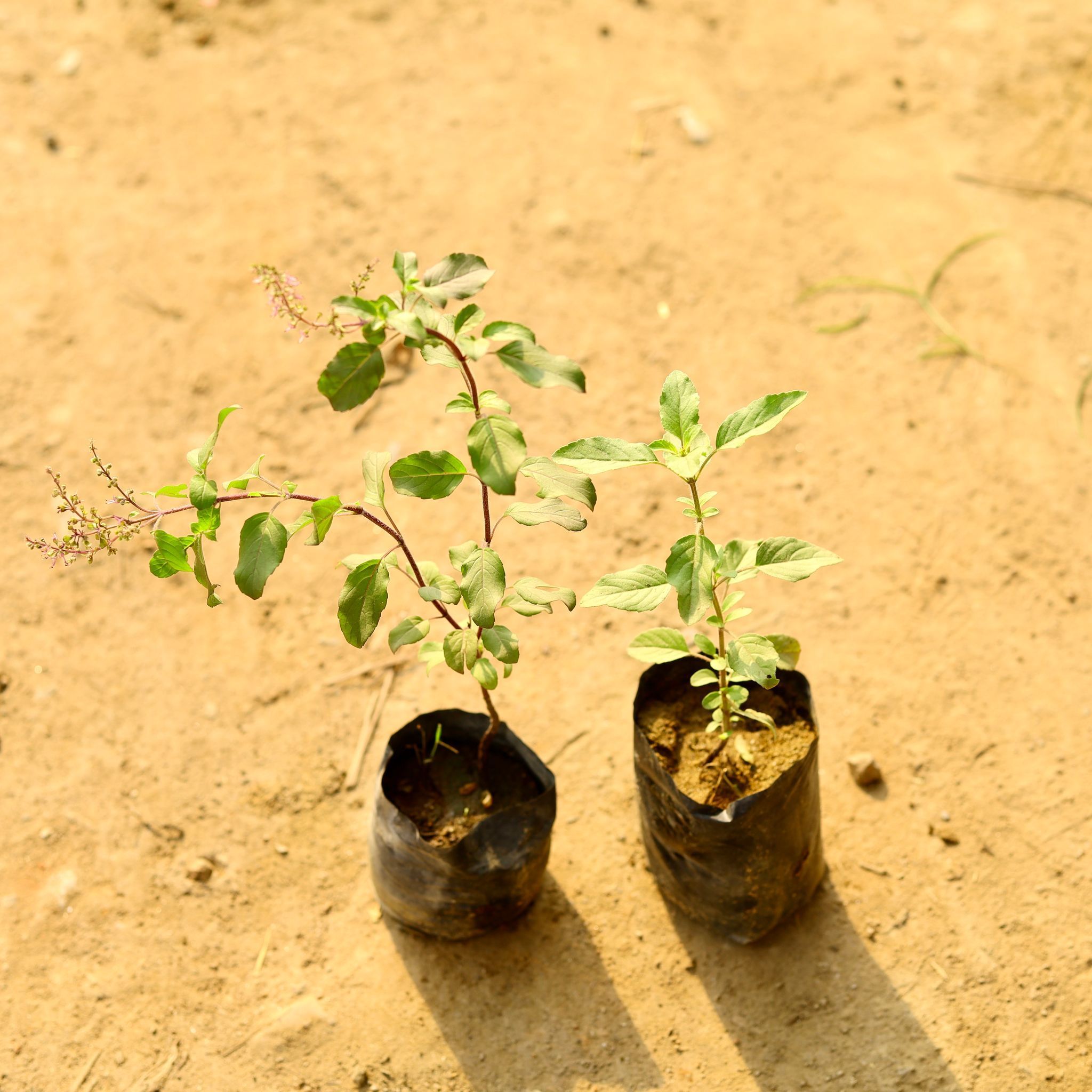 Set of 2 - Tulsi - Rama & Shyama in 3 Inch Nursery Bag