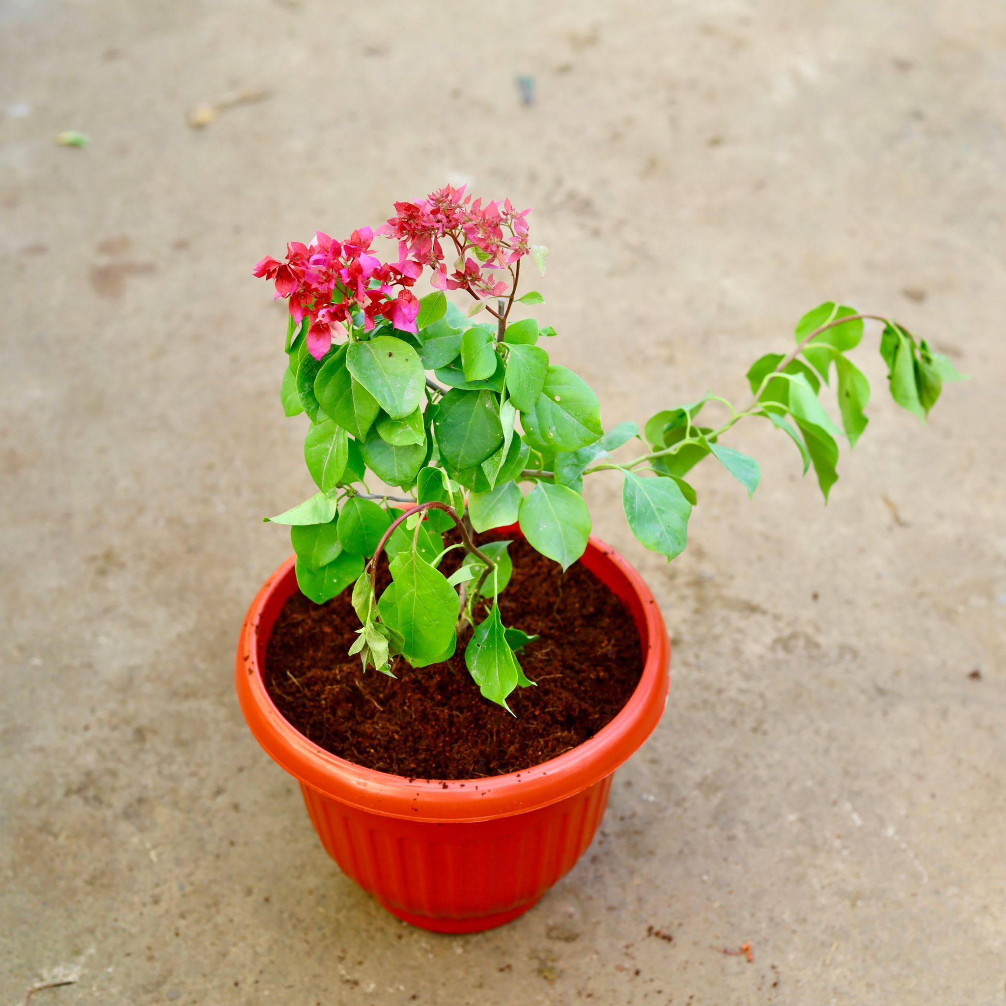 Bougainvillea Pink in 10 Inch Terracotta Red Olive Plastic Pot