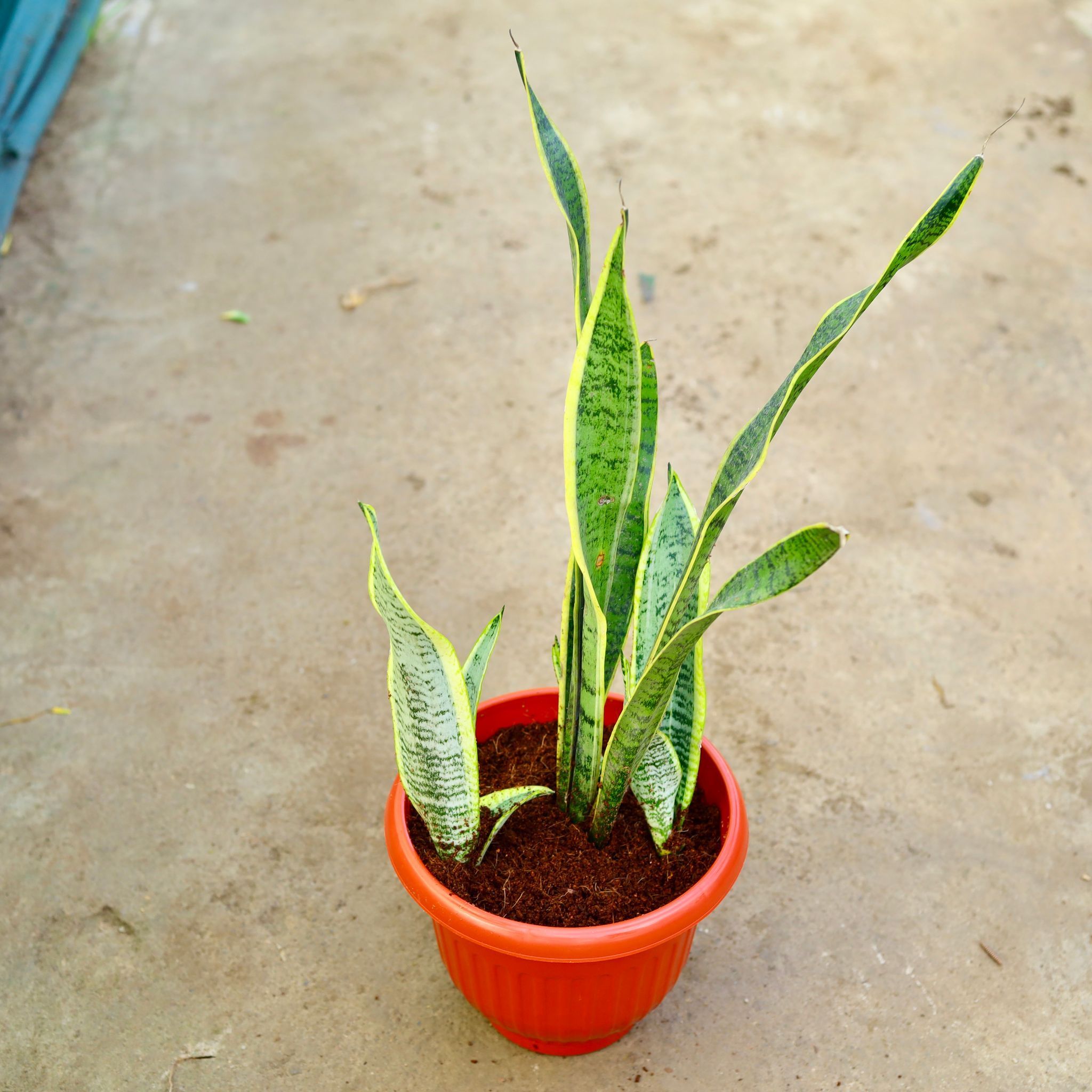 Snake Long in 10 Inch Terracotta Red Olive Plastic Pot