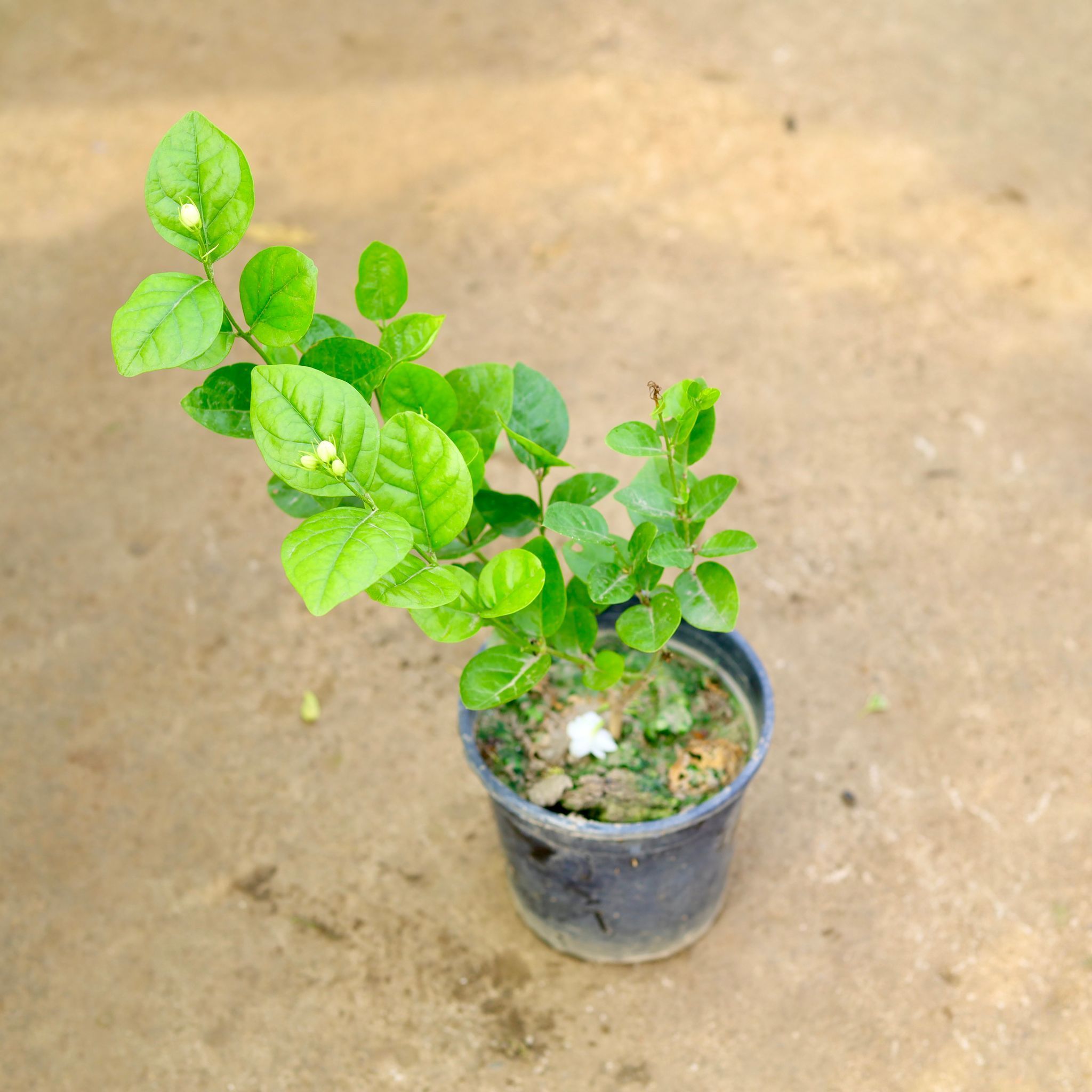 Motia / Jasmine in 6 Inch Nursery Pot