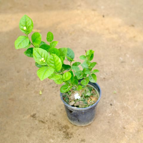 Motia / Jasmine in 6 Inch Nursery Pot