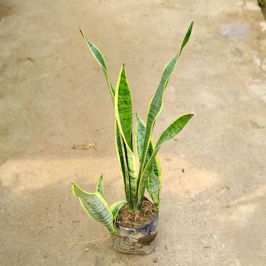 Buy Snake Long in 8 Inch Nursery Bag Online | Urvann.com Snake Long in 8 Inch Nursery Bag