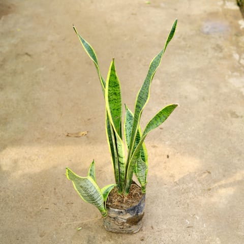 Snake Long in 8 Inch Nursery Bag