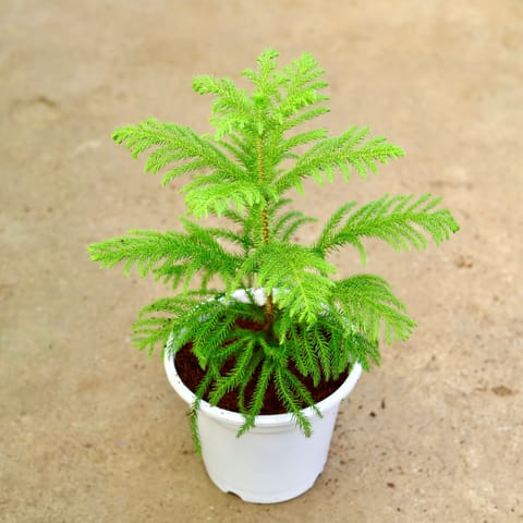Araucaria / Christmas Tree in 8 Inch White Nursery Pot