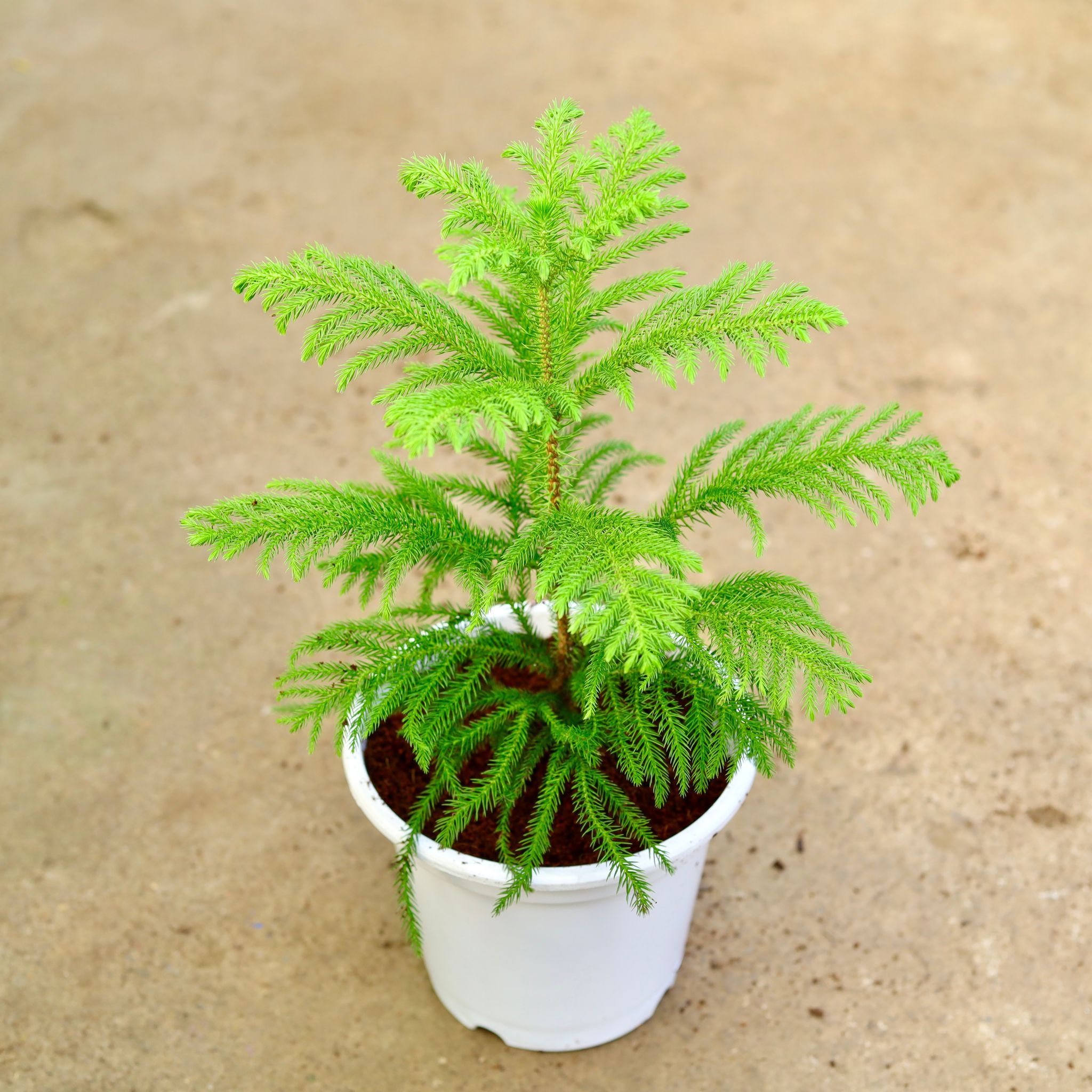 Araucaria / Christmas Tree in 8 Inch White Nursery Pot