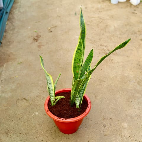 Snake Long in 10 Inch Live Plant Terracotta Red Classy Plastic Pot