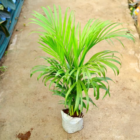Areca Palm (~ 3 Ft) in 8 Inch Nursery Bag