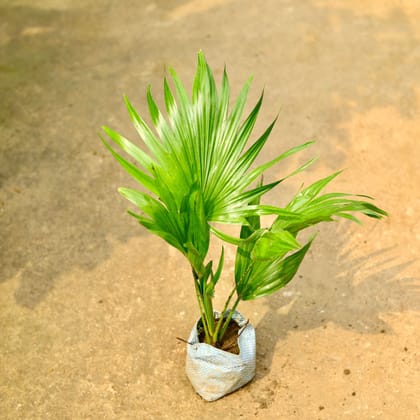 Buy China / Fan Palm in 4 Inch Nursery Bag Online | Urvann.com