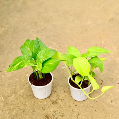 Buy Set of 2- Money Plant (Green & Golden) in 4 Inch White Nursery Pot Online | Urvann.com