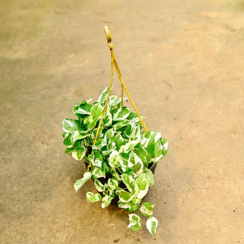 Money Plant Njoy in 8 Inch Live Plant Black Hanging Basket