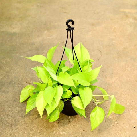 Money Plant Golden in 8 Inch Black Hanging Basket
