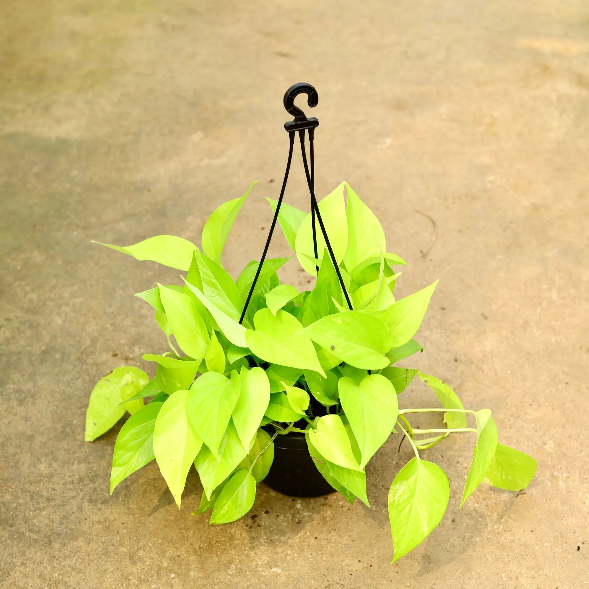 Money Plant Golden in 8 Inch Black Hanging Basket