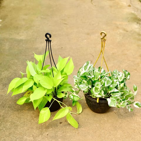 Set of 2 - Money Plant (Njoy & Golden) in 8 Inch Black Hanging Basket