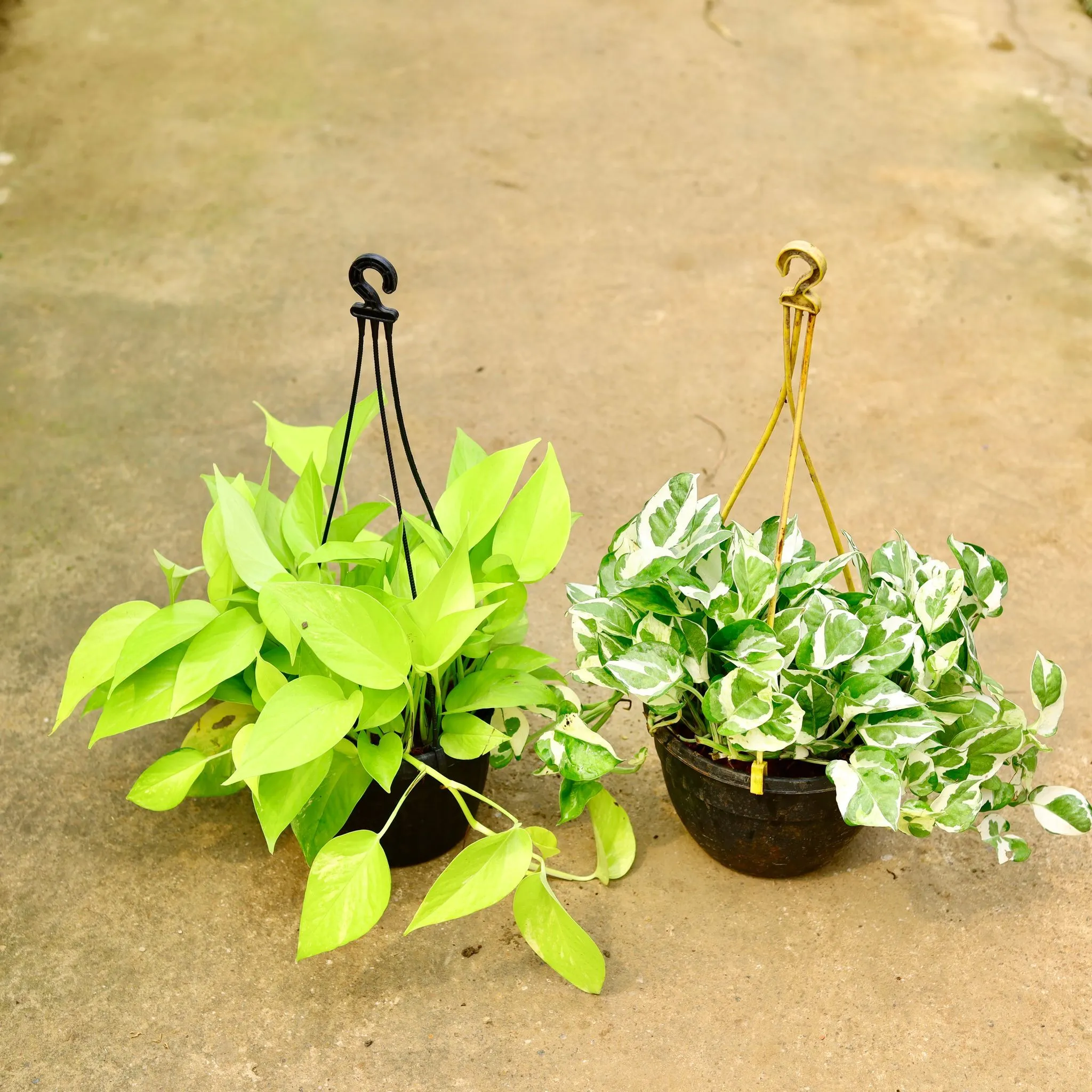 Set of 2 - Money Plant (Njoy & Golden) in 8 Inch Black Hanging Basket