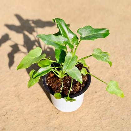 Buy Xanadu in 4 Inch Nursery Pot Online | Urvann.com