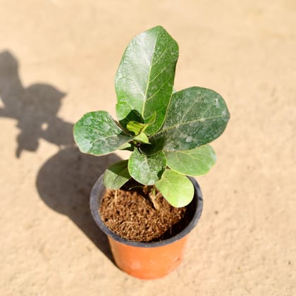 Buy Fiddle Leaf in 4 Inch Nursery Pot Online | Urvann.com