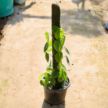 Buy Oxycardium Green With Moss Stick in 10 Inch Nursery Pot Online | Urvann.com