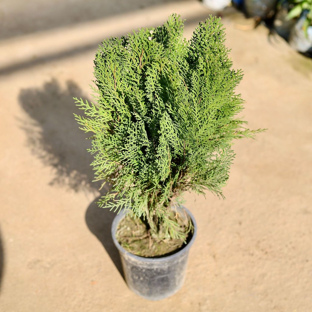 Buy Morpankhi in 6 Inch Nursery Pot Online | Urvann.com Morpankhi in 6 Inch Nursery Pot