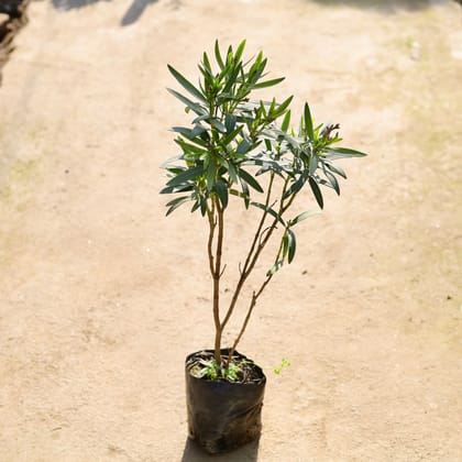 Buy Kaner White in 8 Inch Nursery bag Online | Urvann.com