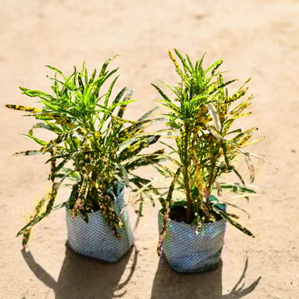 Buy Set of 2 - Baby Chironji in 4 Inch Nursery bag Online | Urvann.com