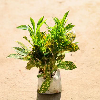 Buy Baby Croton in 4 Inch Nursery bag Online | Urvann.com