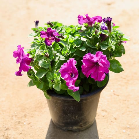 Petunia Purple in 8 Inch Nursery Pot