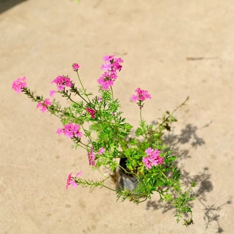 Verbena Pink in 4 Inch Nursery Bag