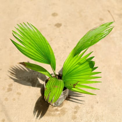 Buy China / Fan Palm in 4 Inch Nursery Bag Online | Urvann.com