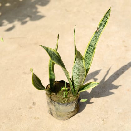 Buy Snake Long in 8 Inch Nursery Bag Online | Urvann.com