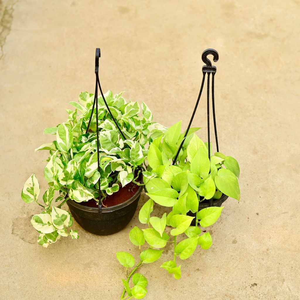 Buy Set of 2 - Money Plant - Njoy & Golden in 6 Inch Hanging Basket (any colour) Online | Urvann.com Set of 2 - Money Plant - Njoy & Golden in 6 Inch Hanging Basket (any colour)