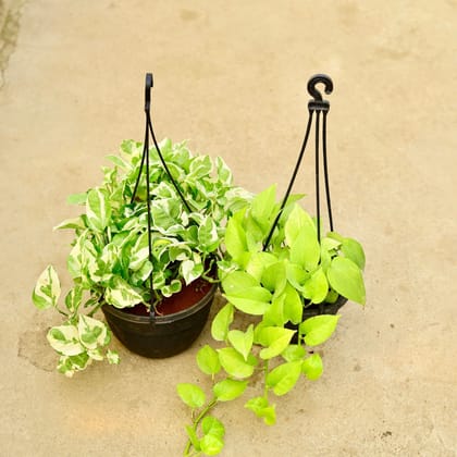 Buy Set of 2 - Money Plant - Njoy & Golden in 6 Inch Hanging Basket (any colour) Online | Urvann.com