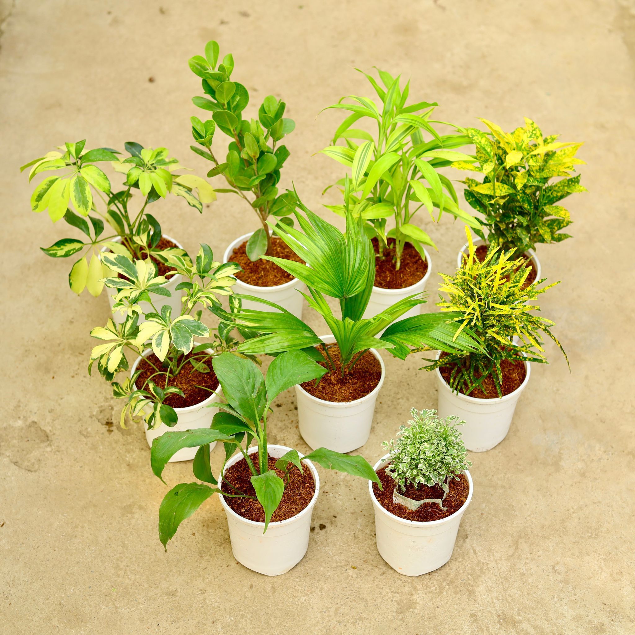 The Club of Enchanted Grove - Set of 9 - Schefflera Brassia, Ficus Moclaim, Baby Croton, Chironji Croton, China Palm, Schefflera Vareigated, Lucky Bamboo, Aralia Vareigated & Peace Lily in 5 Inch White Nursery Pot