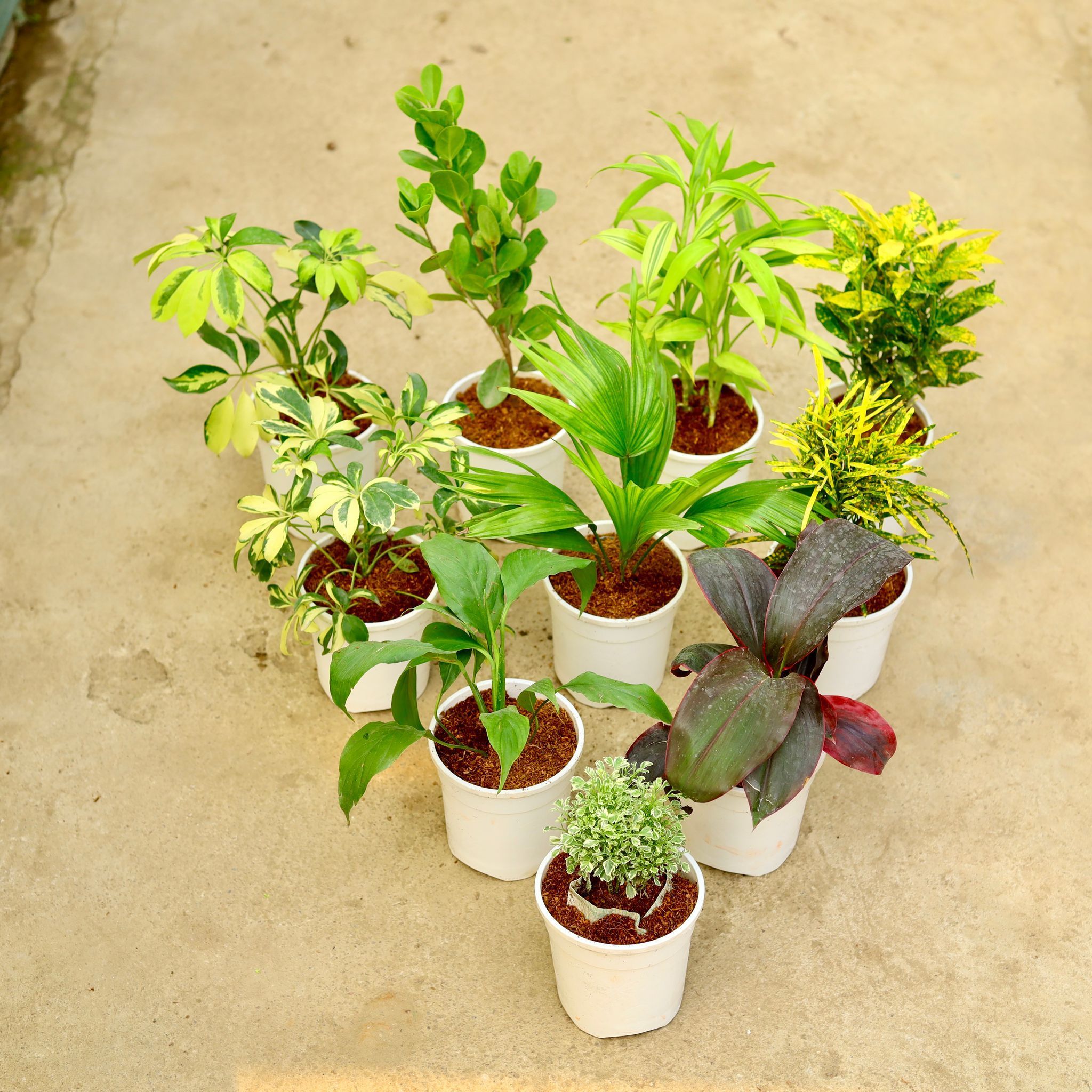 Set 0f 10 - Schefflera Brassia, Ficus Moclaim, Baby Croton, Chironji Croton, China Palm, Schefflera Vareigated, Lucky Bamboo, Aralia Vareigated, Peace Lily & Dracaena Rosea in 5 Inch White Nursery Pot