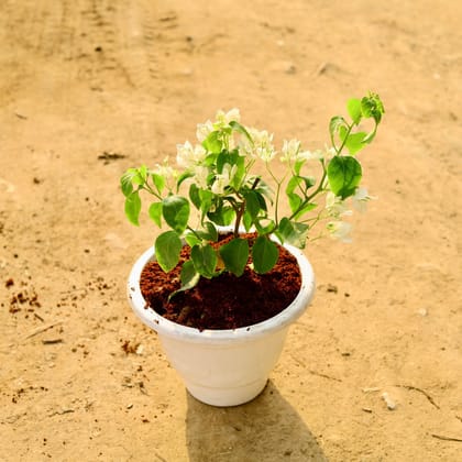 Buy Bougainvillea White in 10 Inch White Classy Plastic Pot Online | Urvann.com
